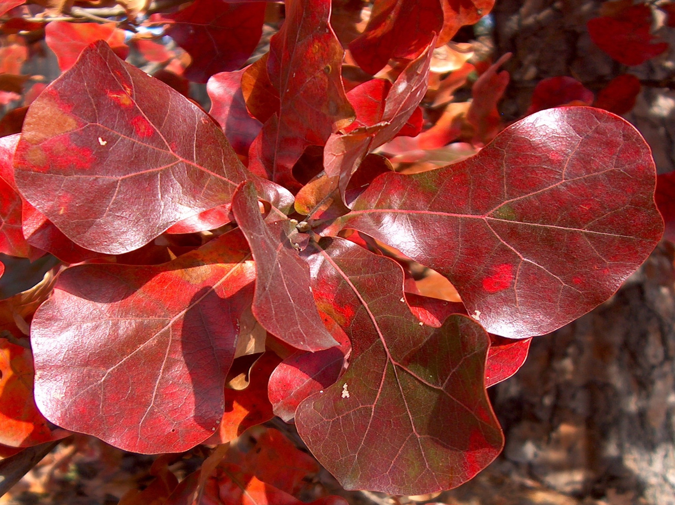 online-plant-guide-quercus-marilandica-blackjack-oak